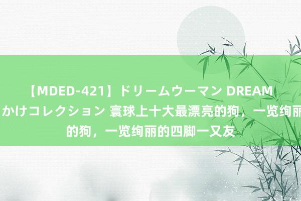 【MDED-421】ドリームウーマン DREAM WOMAN ぶっかけコレクション 寰球上十大最漂亮的狗，一览绚丽的四脚一又友