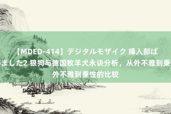 【MDED-414】デジタルモザイク 挿入部ばかり集めました2 狼狗与德国牧羊犬永诀分析，从外不雅到秉性的比较