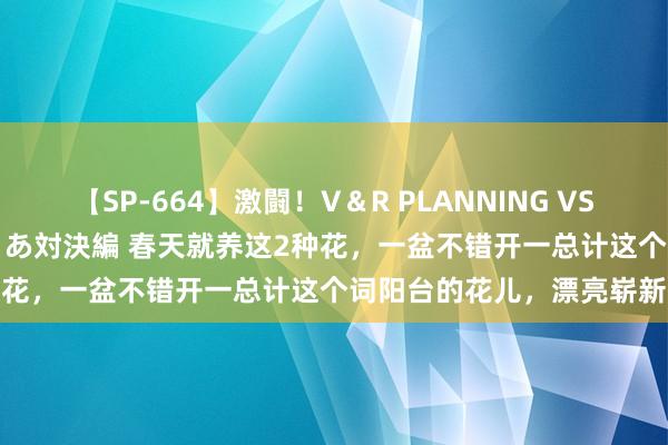 【SP-664】激闘！V＆R PLANNING VS MOODYZ 淫乱痴女ゆりあ対決編 春天就养这2种花，一盆不错开一总计这个词阳台的花儿，漂亮崭新